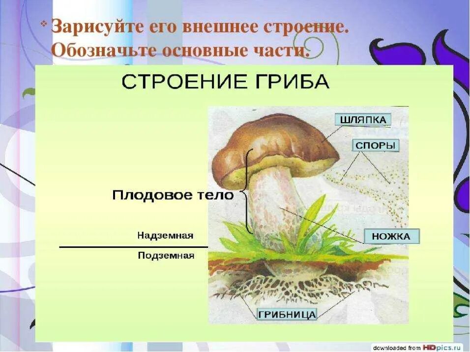 Урок биологии грибы. Строение гриба 5 класс биология. Царство грибы строение. Строение гриба 7 класс биология. Строение царство грибов биология.