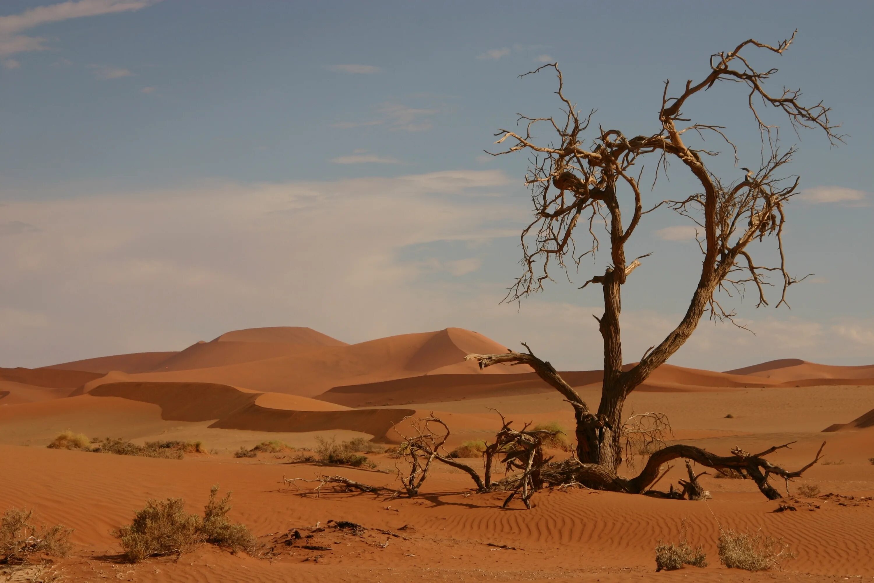 Фрагменты произведений о полупустыне. Саванна пустыня Африка. Прерия и Саванна. Пейзаж Хеврон пустыня. Саванны и пустыни.