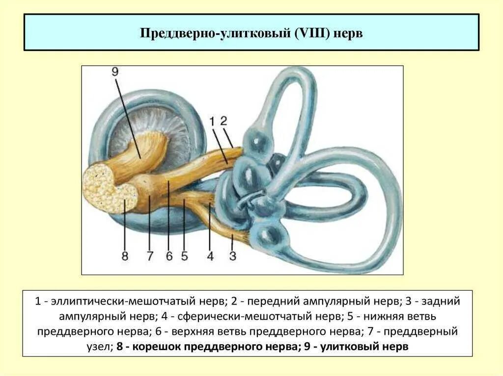 VIII пара - преддверно-улитковый нерв. Преддверно-улитковый (VIII) нерв анатомия. Улитковые корешки преддверно улиткового нерва. Преддверно-улитковый нерв схема. Строение вестибулярного нерва