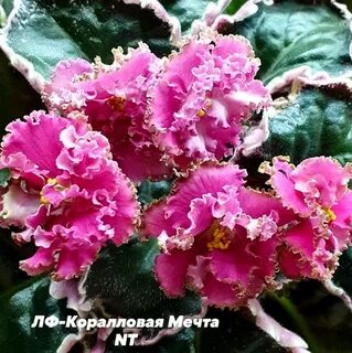 Лф коралловая мечта