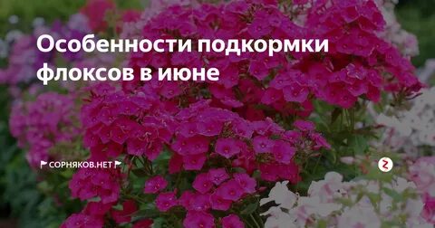 Чем подкормить флоксы в начале июня