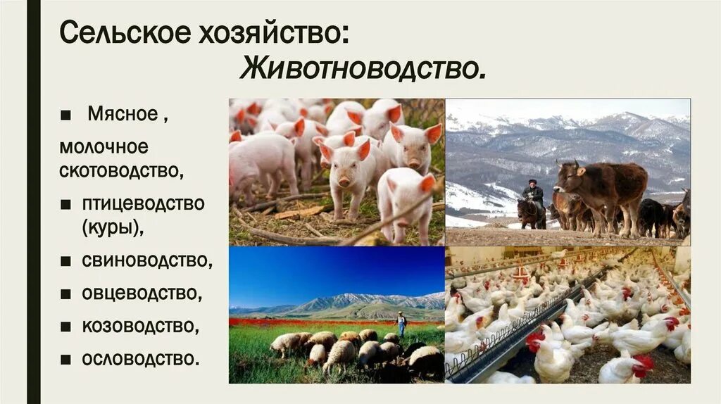 Сельское хозяйство животноводство. Сельское хозяйство мясное животноводство. Молочно мясное скотоводство. Скотоводство и Птицеводство. Отрасли животноводства северного кавказа