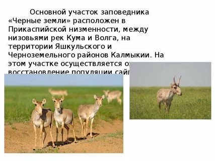 Заповедник черные земли в какой природной зоне