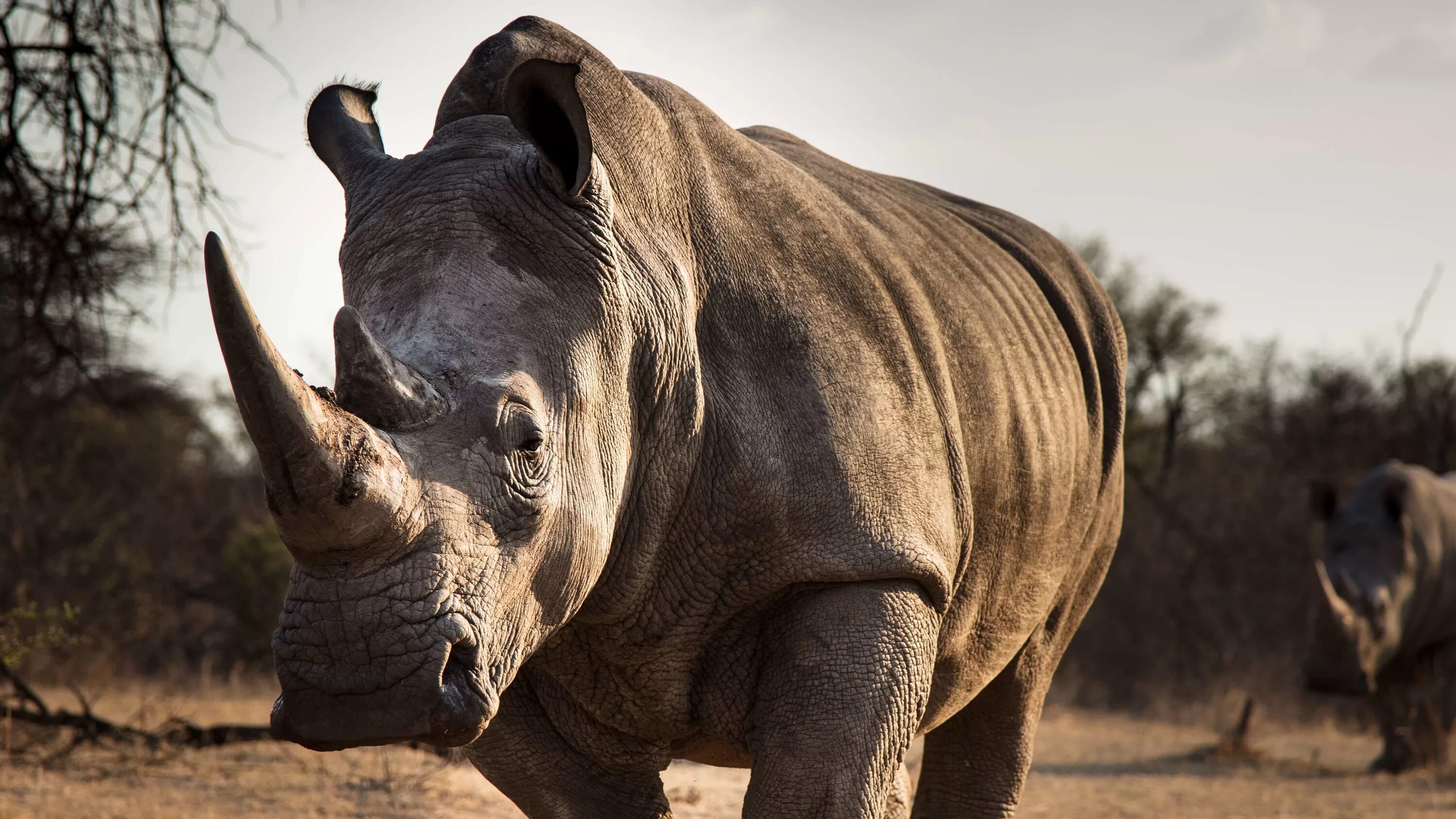 Носорог бежит. Носорог фото. Скорость носорога. Разъяренный носорог.