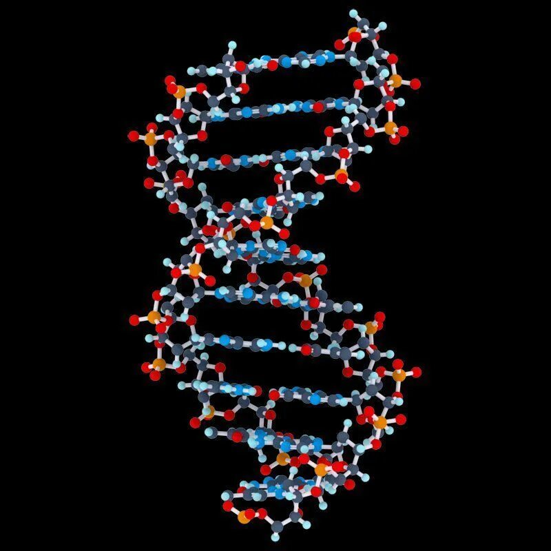 Достроить вторую цепь днк. Дезоксирибонуклеиновая кислота ДНК. Молекула дезоксирибонуклеиновой кислоты. Модель молекулярной структуры ДНК. Цепочка ДНК биология.