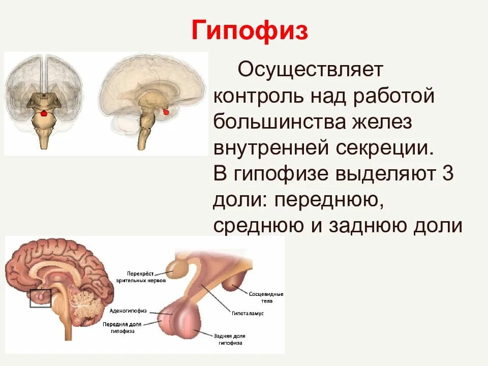 Гипофиз 3 доли. Гипофиз железа внутренней секреции. Гипофиз головного мозга. Функции гипофиза железы внутренней секреции. Гипофиз это железа.