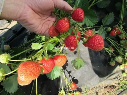 Клубника белтран отзывы