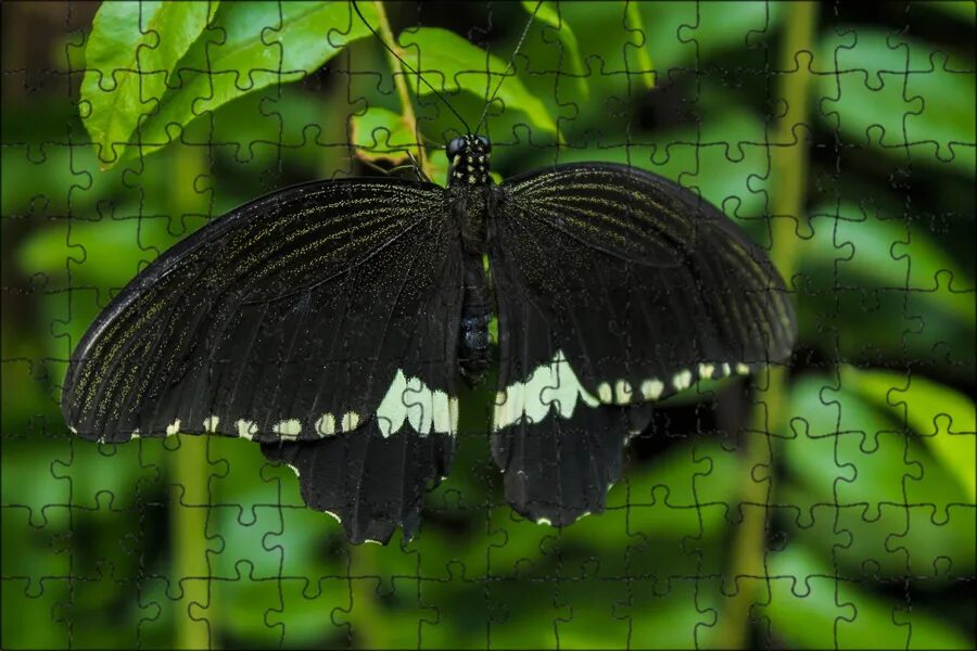 Черные бабочки 1. Черный Кардинал бабочка. Темная бабочка. Большой черный мотылек. Черные Крылья бабочки.