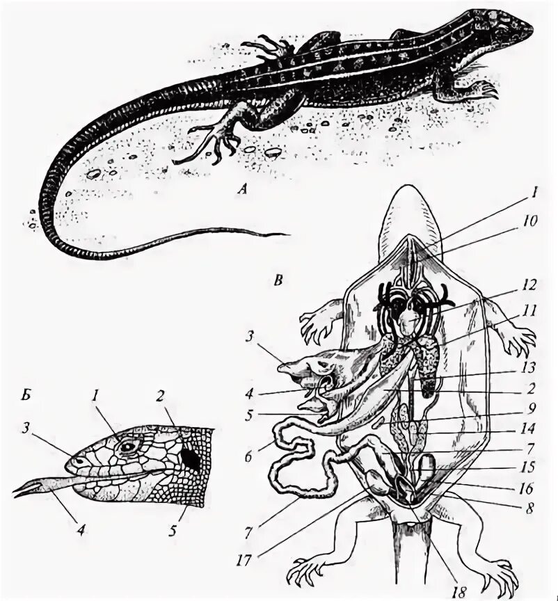 Строение ящерицы 1. Кавказская агама строение. Внутреннее строение кавказской агамы. Внутреннее строение прыткой ящерицы. Внутреннее строение Тритона.