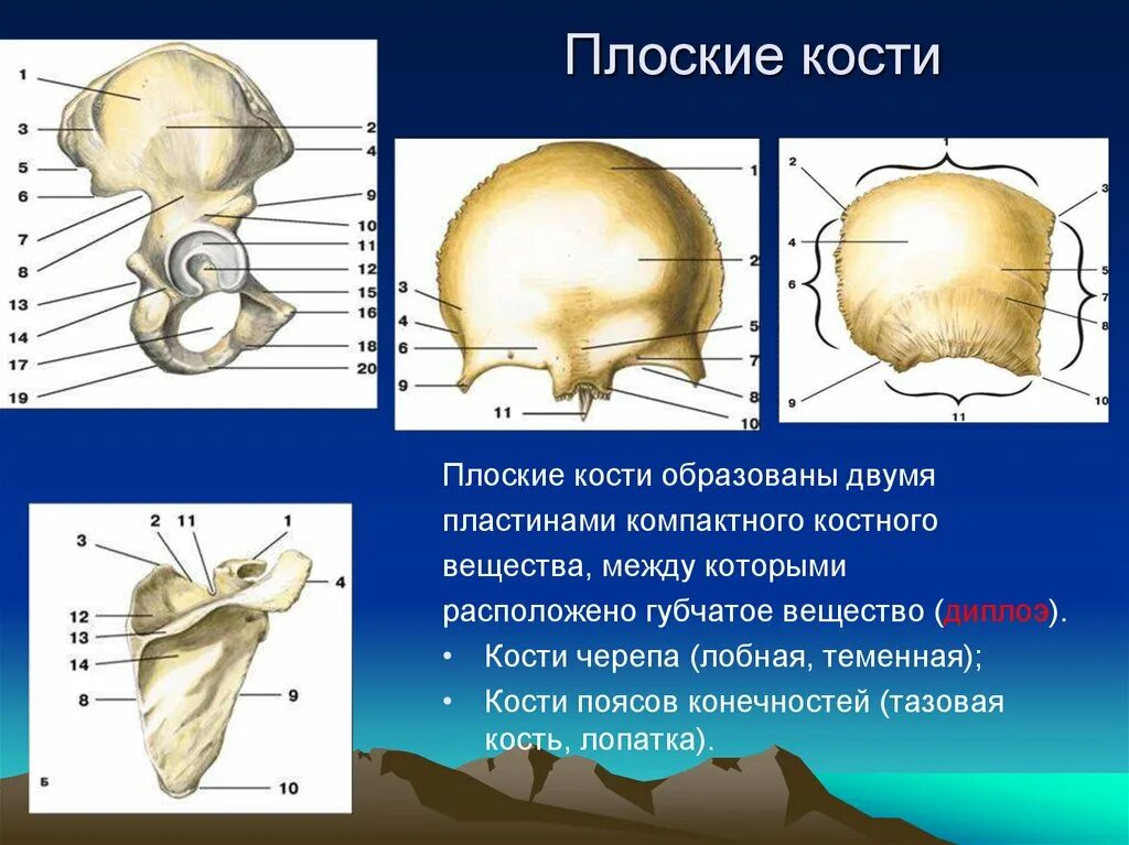 Какие кости относятся к височным. Строение плоских костей. Плоский. Плоская кость. Плоские кости черепа.