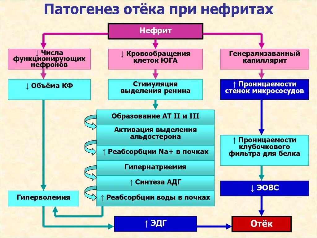 Патогенез почечных нефротических отеков. Патогенез почечных отеков схема. Патогенез развития почечных отеков. Патогенез отеков патофизиология. Патогенез почки