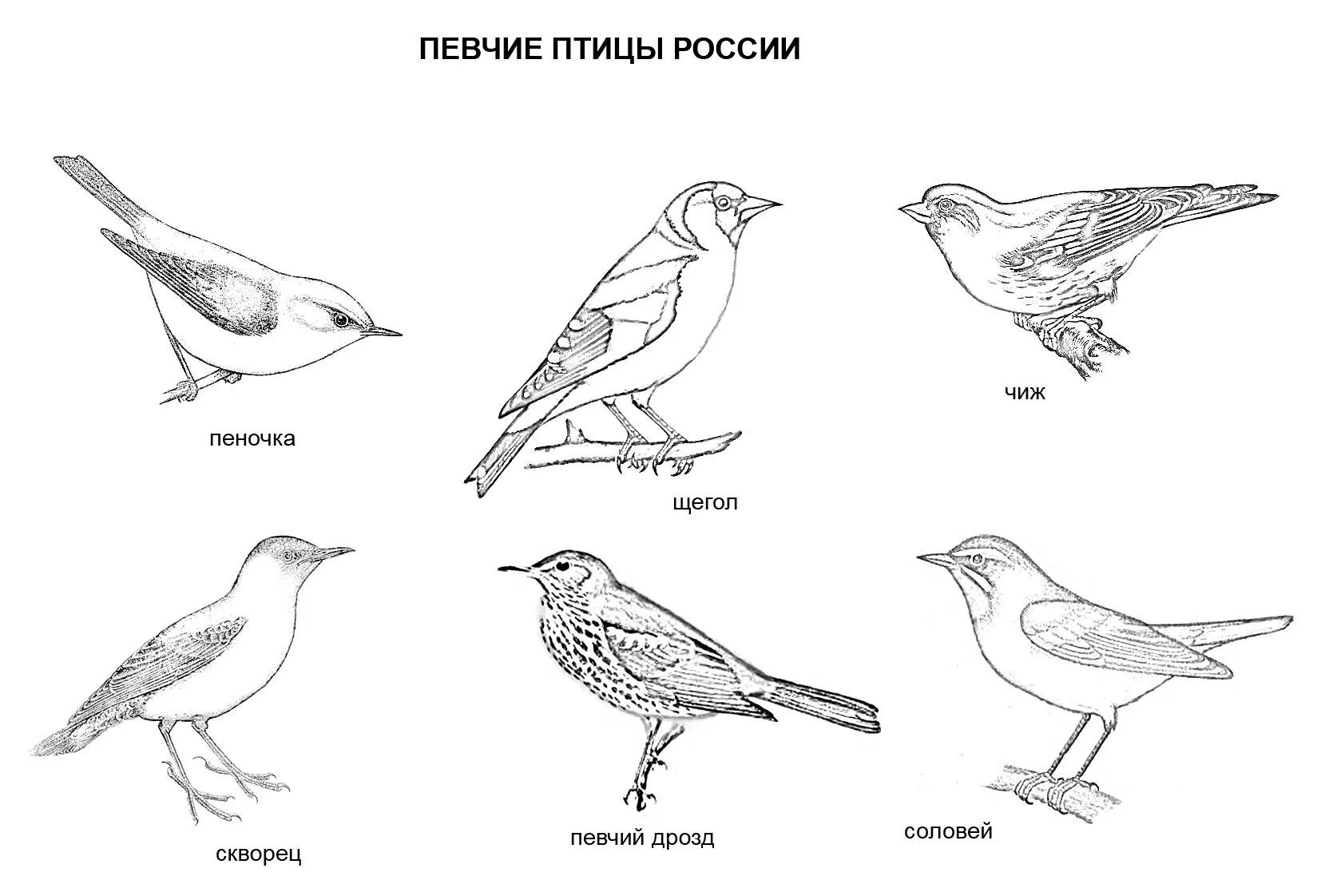 Перелетные птицы Дрозд раскраска. Перелётные птицы России расскрасски с названиями для детей. Раскраска перелент ные птицв. Перелетные птицы картинки раскраски.