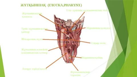Писка дымқыл