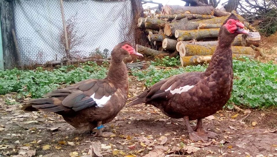 Six months old white and lavender Muscovy ducks eating - YouTube