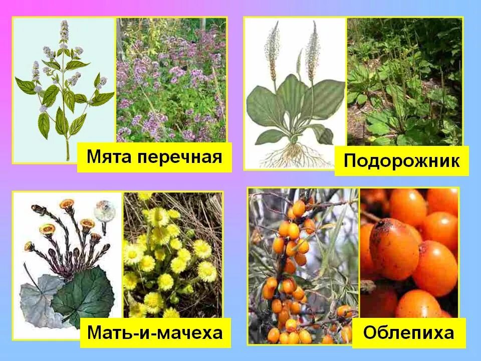 Лекарственные растения примеры 2 класс Книжная выставка "Целебная сила есть в травах и в цветах" 2019, Петушинский райо