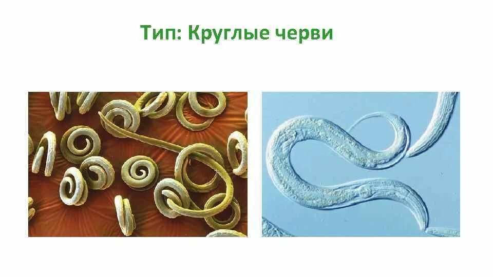 Круглые черви 3 типа. Многообразие круглых червей. 1. Тип круглые черви.. Примеры беспозвоночных круглых червей.