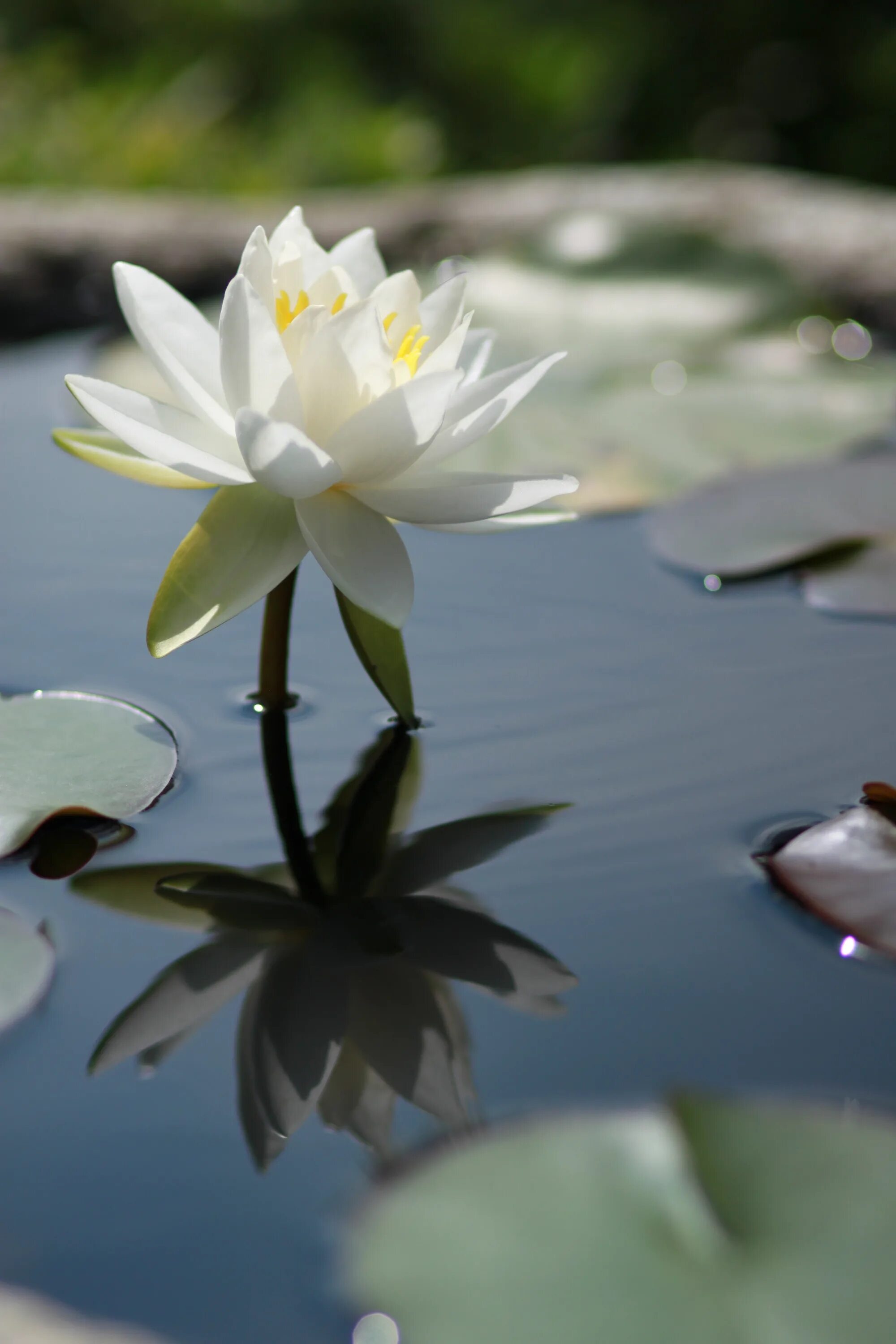 День кувшинки. Водяная Лилия/Nymphaea. Лотос кувшинка водяная Лилия. Кувшинка Лилия Лотос. Нимфея белая Речная Лилия.