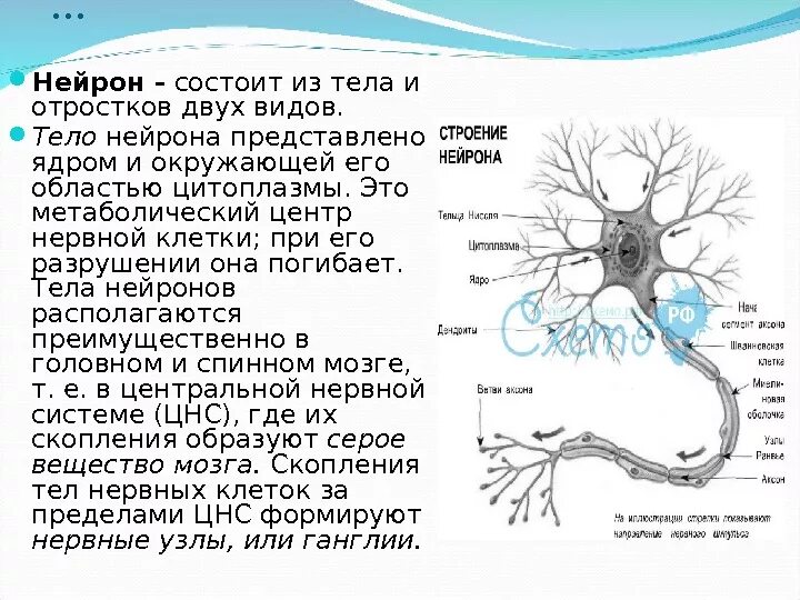 Из каких нейронов состоит. Основные структуры нейрона. ядро нейрона строение и функции. нейрон ядрышко строение. из чего состоит нервная клетка.