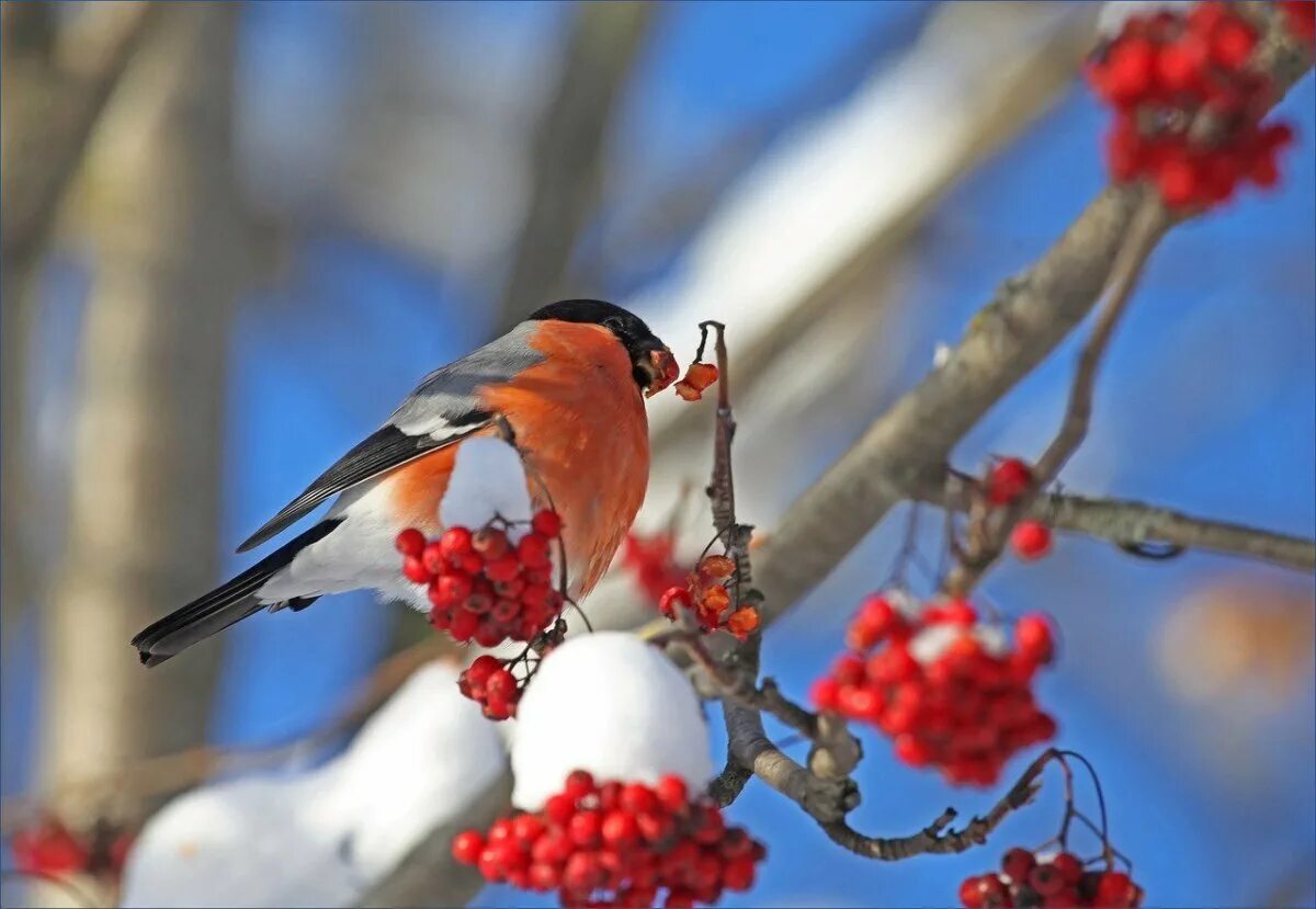Птицы зимой песни. Снегирь и Калина. Снегири на рябине. Зима птицы. Снегири зимой.