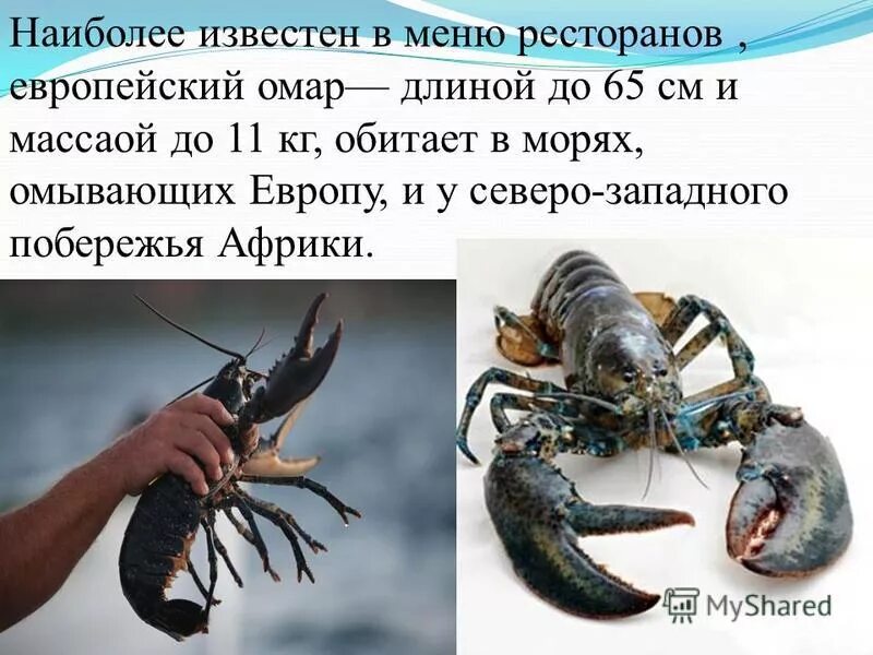 гияс-ад-дин абуль фатх омар ибн ибрахим хайям нишапури. интересные факты о лобстере. псевдоним омара 7. омар сообщение. омар хайям о вине.