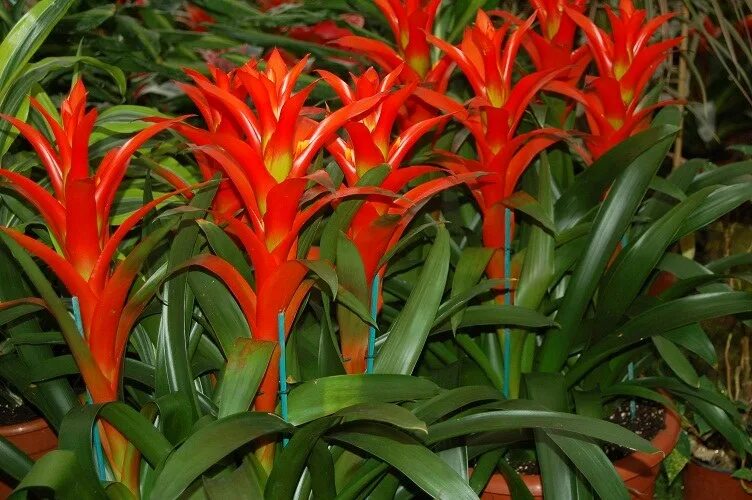 Гузмания Калипсо. Гузмания Никарагуанская (Guzmania nicaraguensis). Guzmania Calypso / гузмания Калипсо. Гузмания желтая.