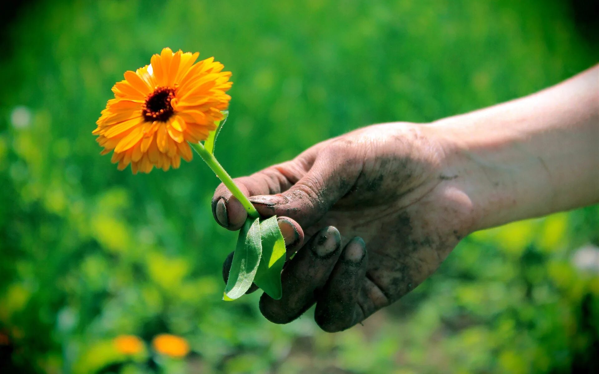 Be a flower kusuriya. Сорванный цветок. Срывать цветы. Цветок на руку.. Цветы в ладонях.