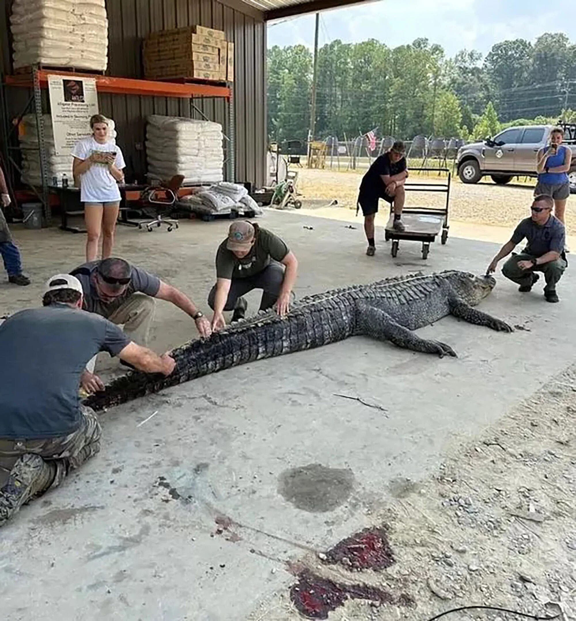 Рекорды рептилий. Поймали аллигатора 7 метров. Масса крокодила. Миссисипи Аллигатор фото.