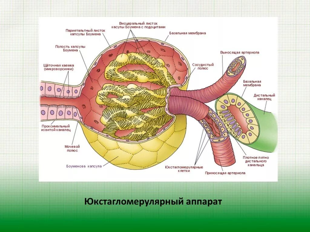 Выносящая артериола почки. Юга юкстагломерулярный аппарат. Юкстагломерулярный комплекс физиология. Юкстагломерулярного аппарата почек. Юкстагломерулярный аппарат почек: локализация, структура.