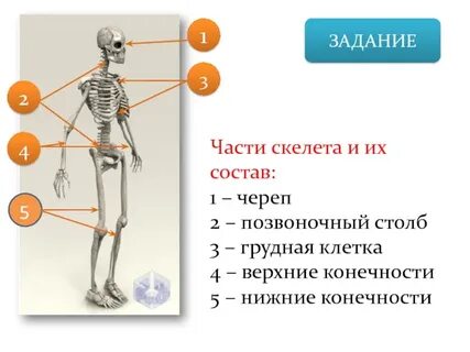 Скелет это в биологии