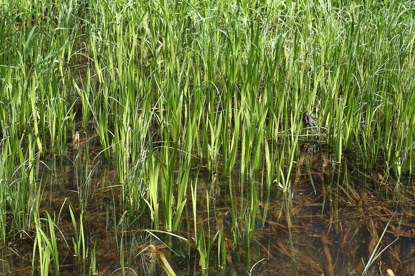 Acorus Calamus. АИР обыкновенный. АИР болотный цветение. АИР болотный Вариегата.