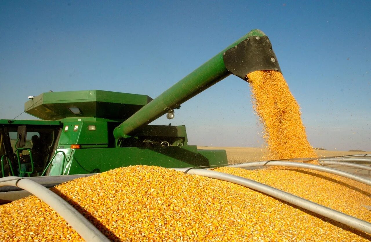 Производство злаковых. Обмолот кукурузы. Обмолот кукурузы комбайном. Уборка урожая кукурузы. Уборка кукурузы на зерно.