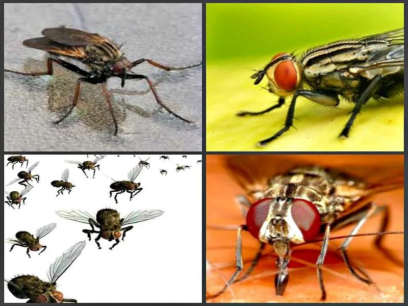 Опасна ли муха. Кусачие мухи. Кусачие мухи разновидности.