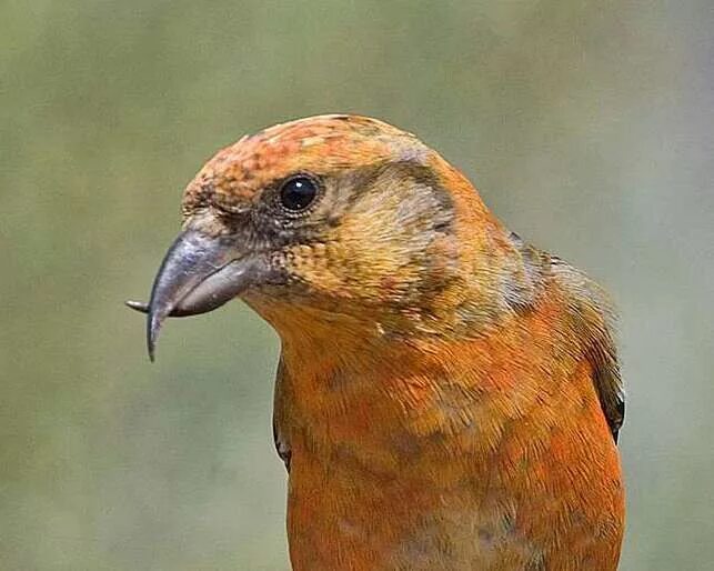 клюв клеста. птица клест еловик. клёст птица клюв. клёст птица клюв. птица клест еловик.