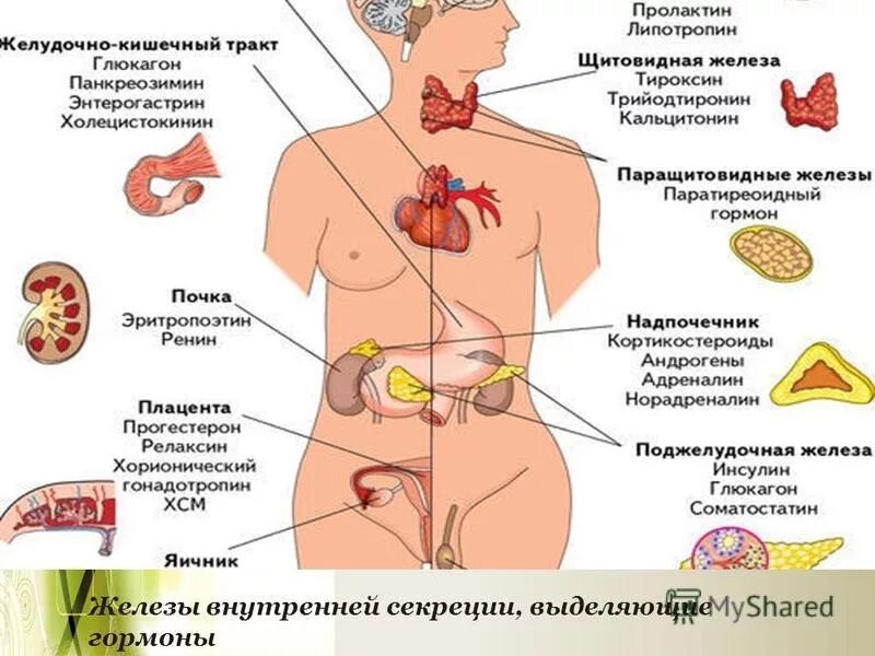 Участвует в выработке адреналина железа. Функции эндокринная система железы внутренней секреции. Эндокринная система и их гормоны. Эндокринная система железы внутренней секреции схема. Эндокринная система железы внутренней и внешней секреции.