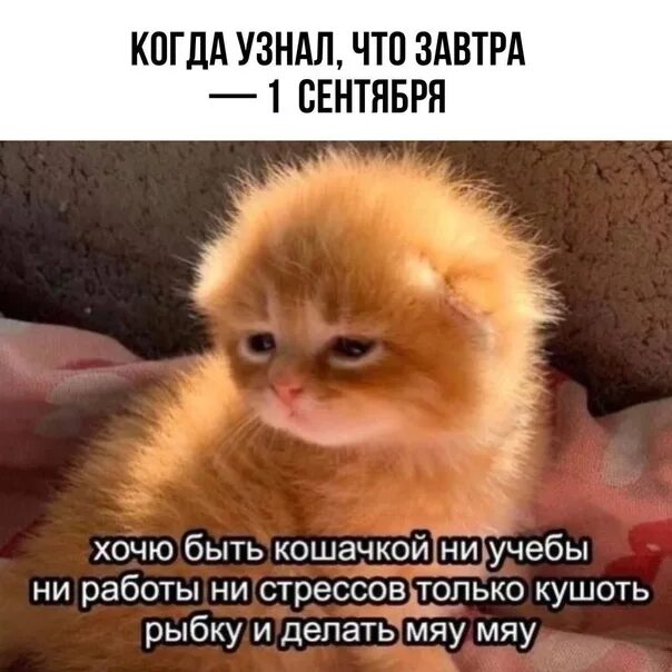 Мем последний день лета 48 фото - FunFon.net
