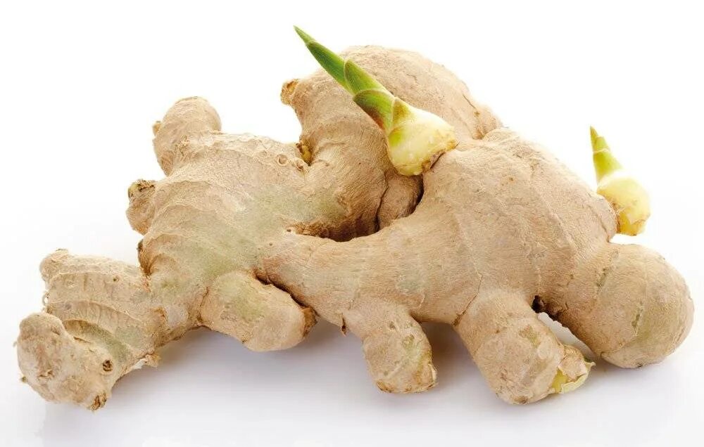 Имбирь с какого возраста можно детям давать. Zingiber officinale/ имбирь. zingiber officinale roscoe. zingiber officinale. имбирь корневище.