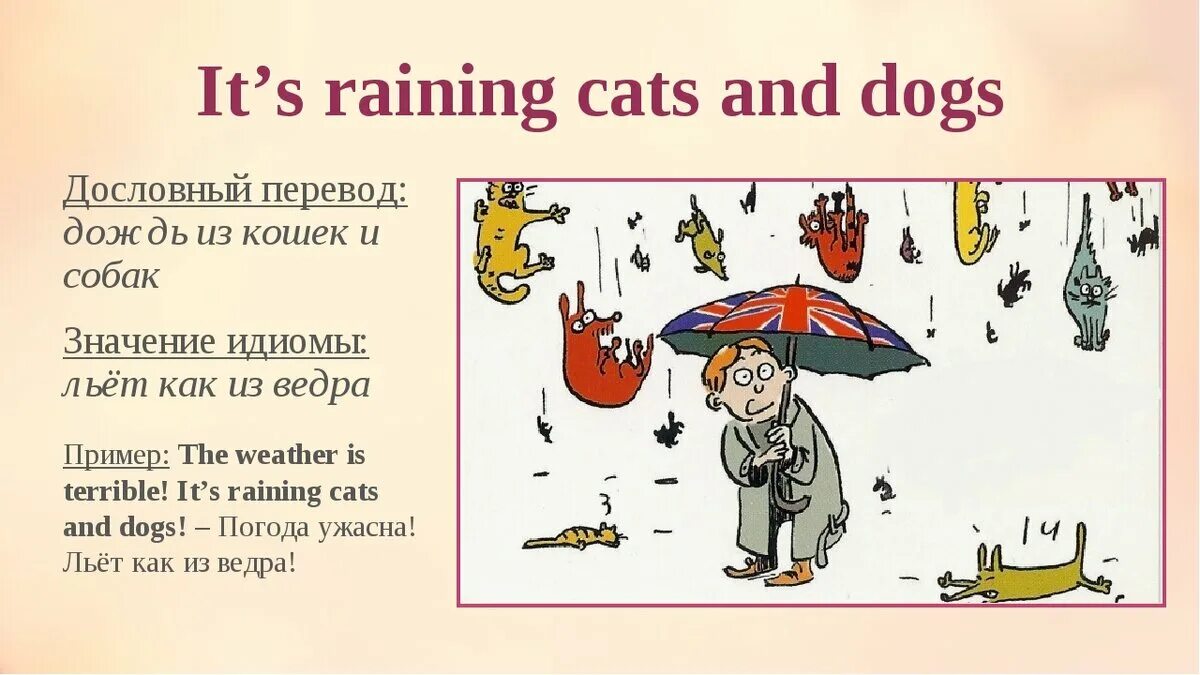 It s raining cats