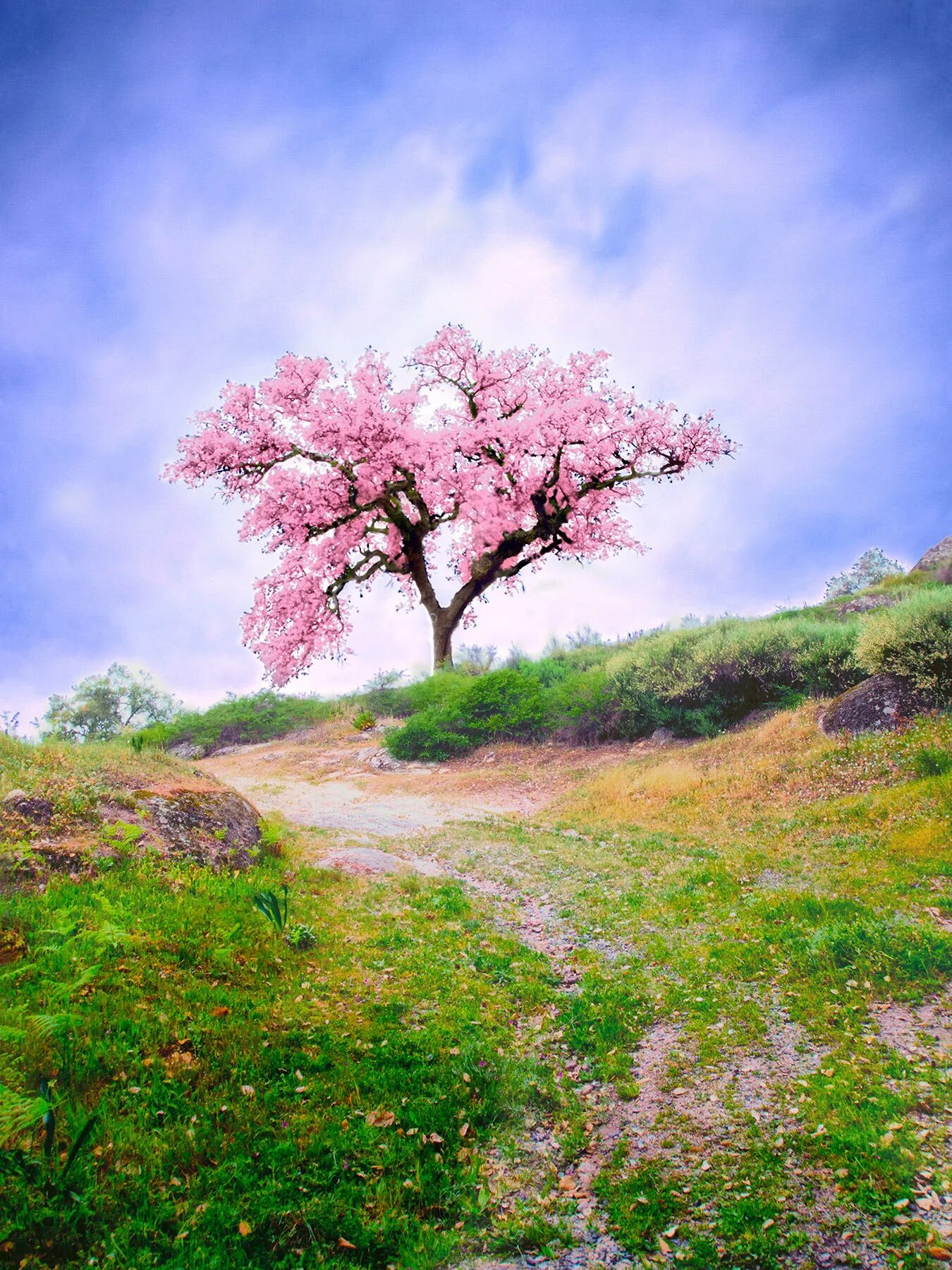 Цветущее дерево. Весенний пейзаж. Весеннее дерево. Сакура дерево. Картинки с добрым утром весенний пейзаж