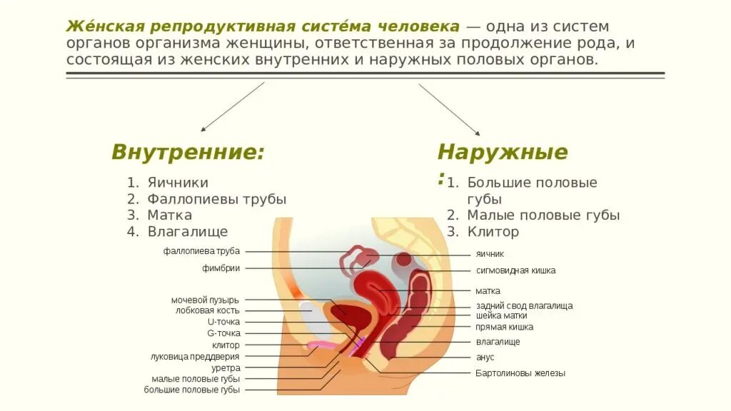 Женская половая система строение и функции. Схема строения репродуктивной системы. Наружные и внутренние женские половые органы. Анатомия женской репродуктивной системы наружные органы. Наружные женские половые органы строение анатомия.