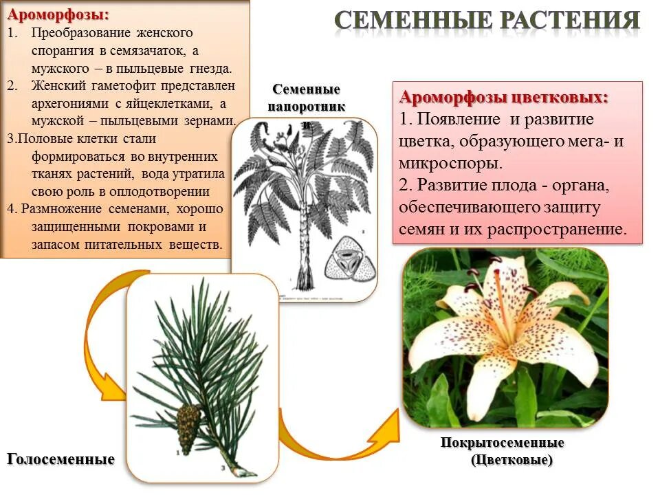 1 семенные растения на земле. Основные ароморфозы голосеменных, покрытосеменных. Ароморфозы растений. Ароморфозы семенных папоротников. Ароморфозы покрытосеменных растений.