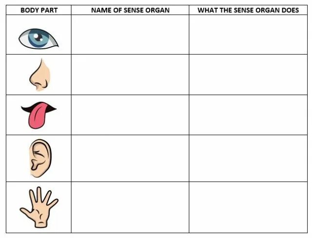 Тест органы чувств 9 класс. Органы чувств задания для детей. Органы чувств задания для дошкольников. Органы чувств человека задания для детей. Карточки органы чувств.