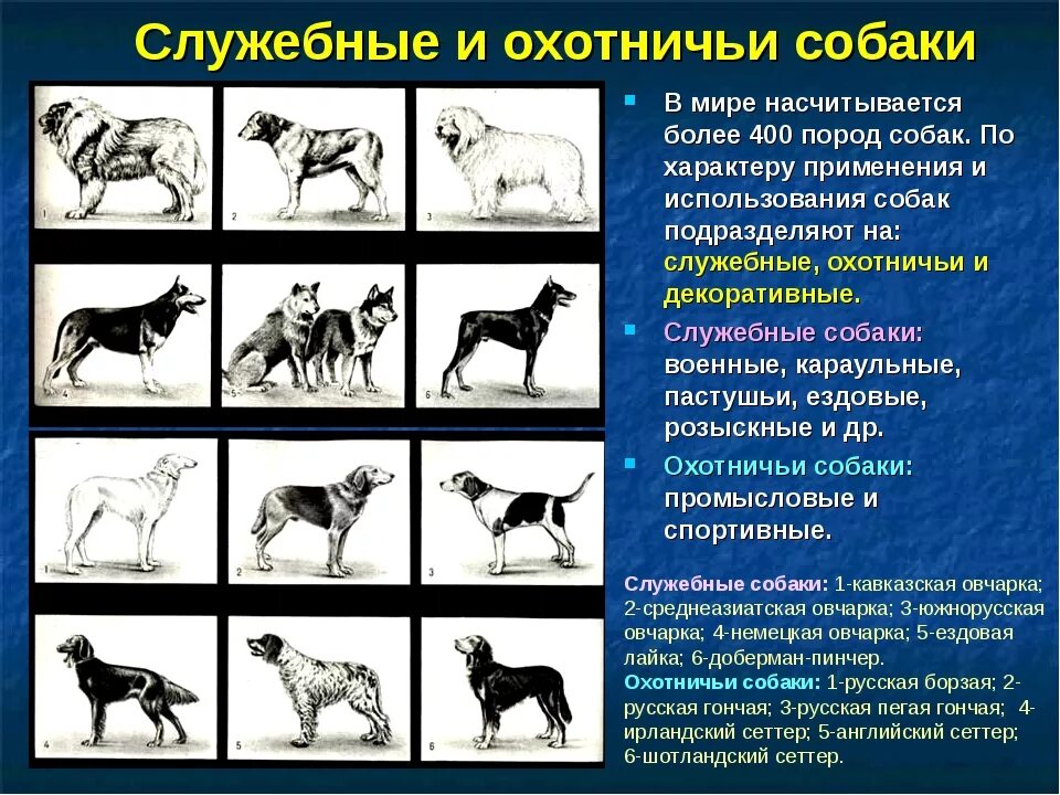 Поведение собак характеристика. Служебные собаки. Разновидности служебных собак. Служебные собаки разных пород. Классификация служебных пород собак.