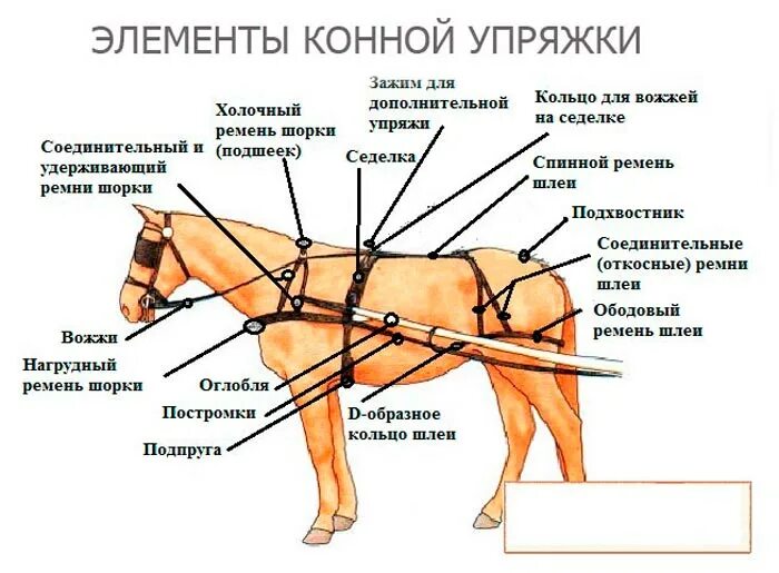 Как называется на коне