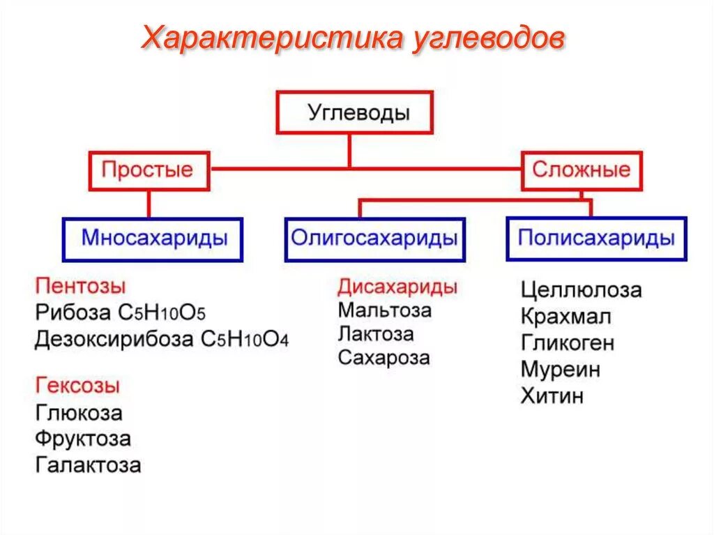 Строение липидов углеводов