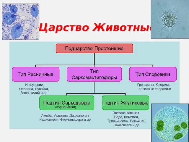Классы подцарства одноклеточных. Царство животных подцарство одноклеточные. систематика одноклеточных организмов. подцарство простейшие таблица.