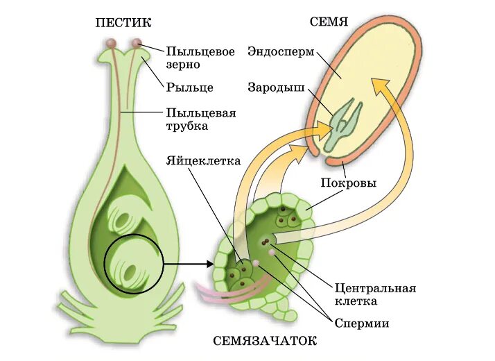 Строение пестика и оплодотворение. Схема двойного оплодотворения у покрытосеменных растений. Процесс двойного оплодотворения у растений. Схема двойного оплодотворения у растений. Пыльцо