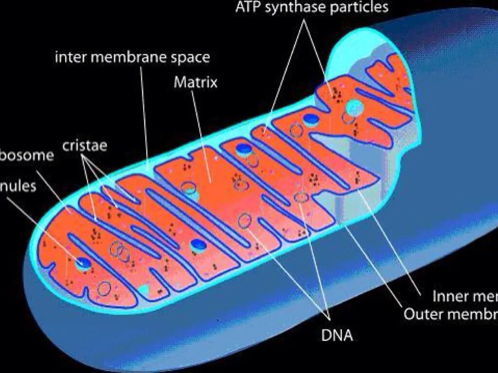 Митохондрия. Митохондрии у бактерий. Митохондрия пластины. Строение митохондрии рисунок.