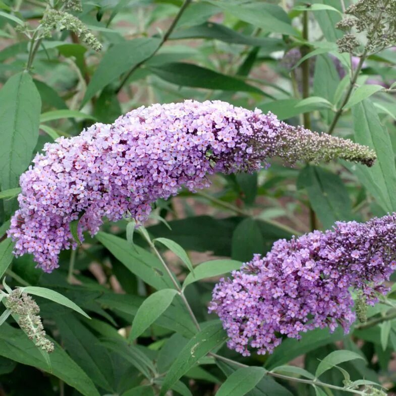 Буддлея домашняя. Буддлея Давида Buddleja davidii. Буддлея Давида "Wisteria Lane". Буддлея Давида Gulliver.