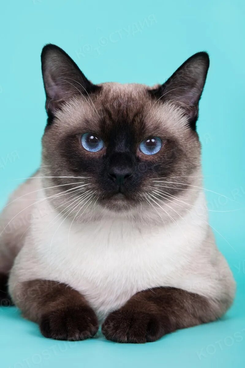 Тайская кошка Сноу Шу. Сиамская кошка сил-Пойнт. Тайский кот Блю Пойнт. Тайская кошка сил Пойнт.
