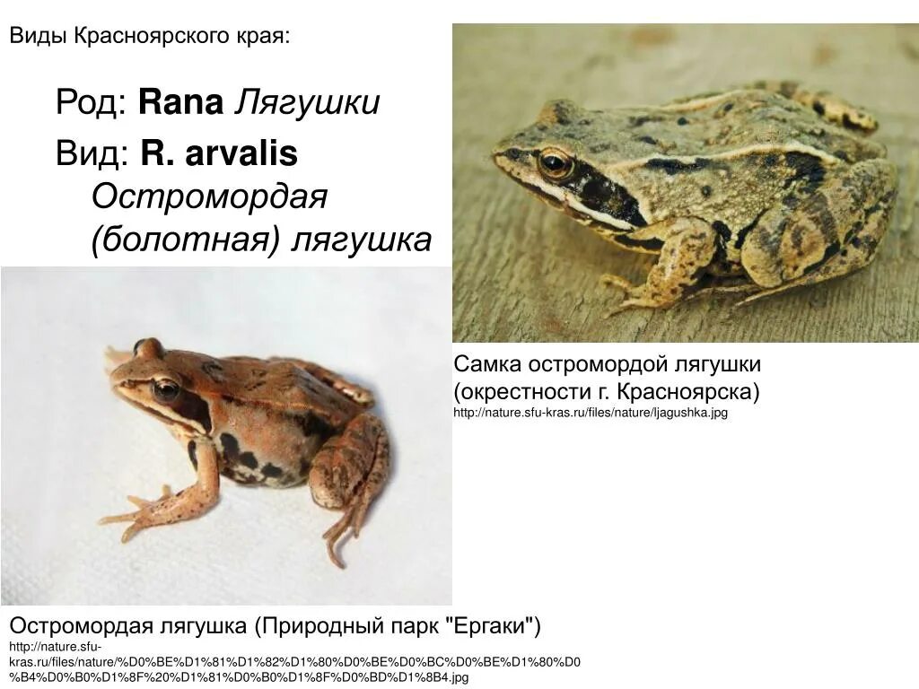 Остромордая лягушка резонаторы. Остромордая Болотная лягушка. Остромордая лягушка (Rana arvalis). Остромордые лягушки самка.